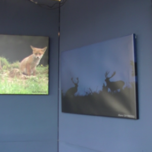 video, exposition Grandeur Nature video, exposition Grandeur Nature