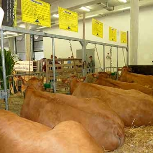 vache Limousine - 582 vache Limousine - 582