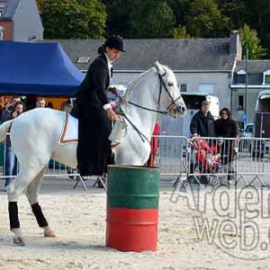 Cheval de trait ardennais-505
