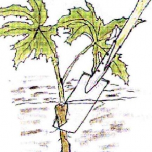 La Berce du Caucase La Berce du Caucase