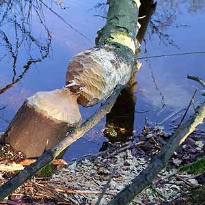 Le castor… est un potier ?