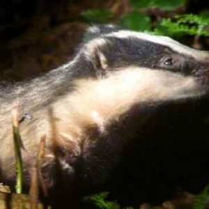 Le blaireau en Ardenne Le blaireau en Ardenne