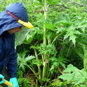 La Berce du Caucase La Berce du Caucase