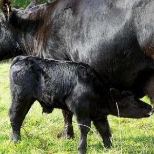 Dégustez de la viande de boeuf des réserves naturelles du Luxembourg.