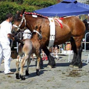 Wibrin en fete. Foire artisanale 2553 Wibrin en fete. Foire artisanale 2553
