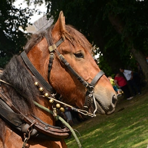 Fete des Myrtilles 2016 Vielsalm-Davin_2467