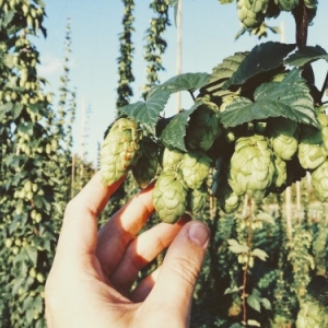 Houblon Avant Cueillette Houblon Avant Cueillette