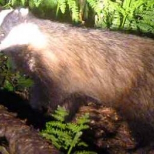 Le blaireau en Ardenne Le blaireau en Ardenne