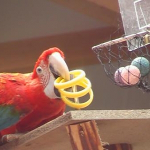 monde sauvage attraction 2007-video07 monde sauvage attraction 2007-video07