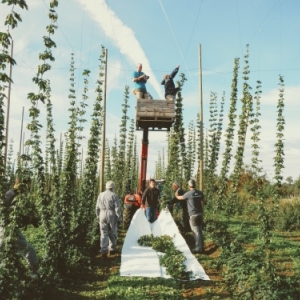 Cueillette Houblon Cueillette Houblon