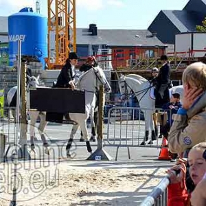 Cheval de trait ardennais-505