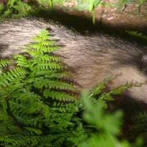 Le blaireau en Ardenne Le blaireau en Ardenne