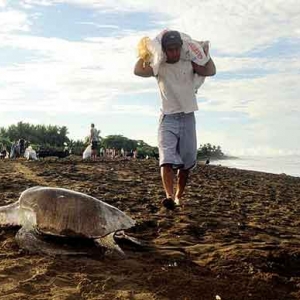 Extinction de la tortue de mer au COSTA RICA-37