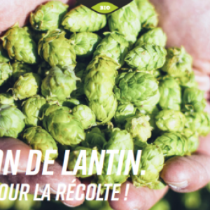 houblon local et bio houblon local et bio