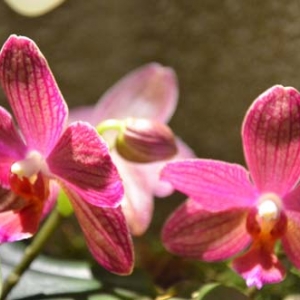 orchidee-5423