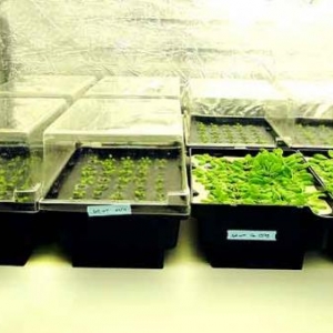 Fascination of Plants Day Fascination of Plants Day