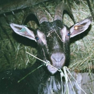 Chevre poitevine