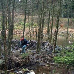 groupe de Namur, devant un barrage de castor à Houffalize groupe de Namur, devant un barrage de castor à Houffalize