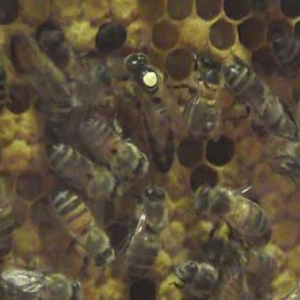 attractions,safari parc, monde sauvage, chlorophylle,dictee,2007 attractions,safari parc, monde sauvage, chlorophylle,dictee,2007