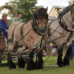 Fete des Myrtilles de Vielsalm