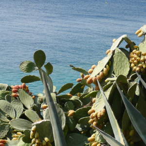 Les environs d'Ermioni ( photo : F. Detry ) Les environs d'Ermioni ( photo : F. Detry )