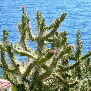 Promenade à Ermioni ( photo : F. Detry ) Promenade à Ermioni ( photo : F. Detry )