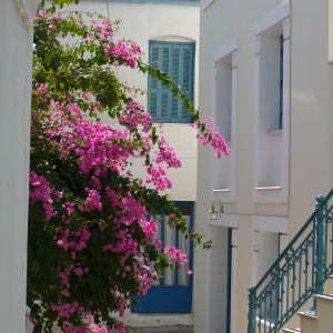 Promenade à Ermioni ( photo : F. Detry ) Promenade à Ermioni ( photo : F. Detry )