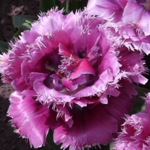   Les printemps  colorés de Keukenhof         