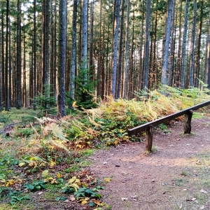 W 14 « Le tour des Hauts Sarts » W 14 « Le tour des Hauts Sarts »