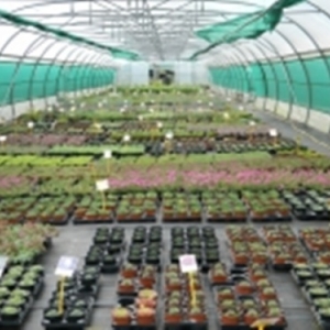 M. Frédéric Gabriel ( Pepiniere de plantes vivaces - 080/338183 - http://www.fredericgabriel.be )