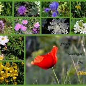 STAGES d’initiation à la SURVIE et CUEILLETTE de plantes sauvages, légumes & fruits oubliés