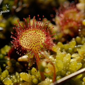 La drosera