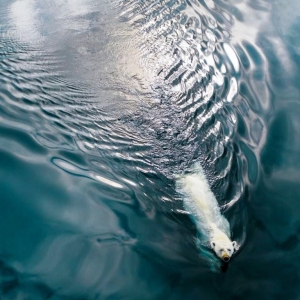 19 Ours polaire, Baffin Island © Jenny Wong - Drone Awards 2020