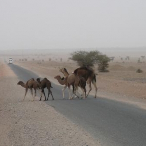 Rencontre dans le desert de M'Hamid