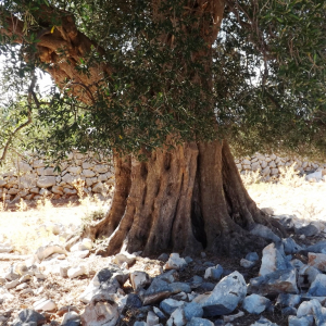 Les oliveraies de Lun ( photo :  F. Detry )