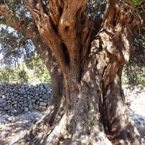 Les oliveraies de Lun ( photo :  F. Detry )