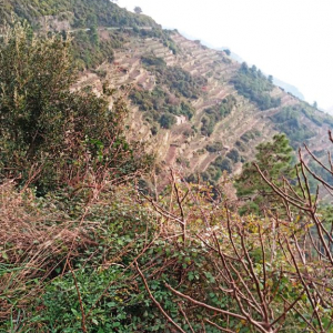 Noël à Riomaggiore ( photo : F. Detry )