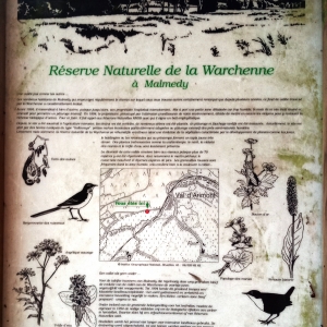 La réserve naturelle de la Warchenne 