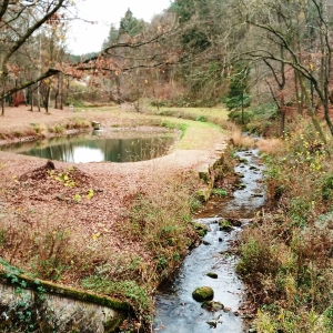 Nature en bord de Ravel