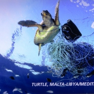 Une tortue victime de la pollution plastique