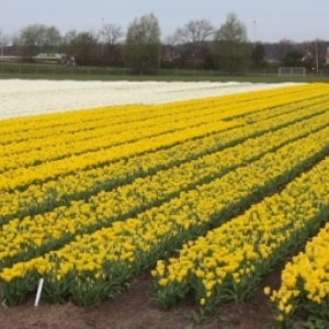   Les printemps  colorés de Keukenhof         