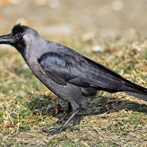 4 Le corbeau familier