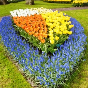   Les printemps  colorés de Keukenhof         