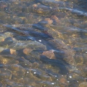 Journées wallonnes de l’Eau 2018 