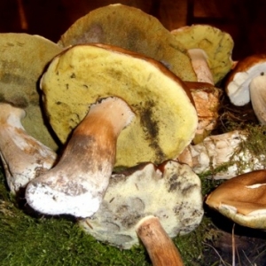 Cepes de Bordeaux