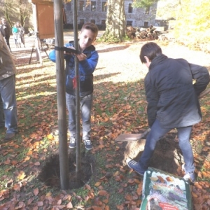 Plantation des deux tilleuls