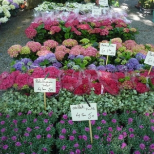 MALMEDY              15ème édition de la  Fête des Fleurs et du Jardin