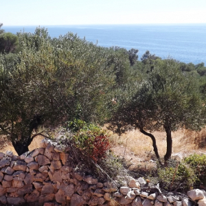 Les oliveraies de Lun ( photo :  F. Detry )