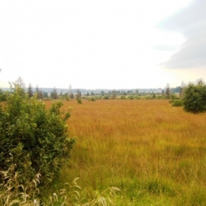 Le plateau dss Hautes Fagnes