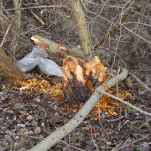 De petits arbres egalement attaques